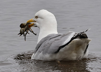 Herring Gull