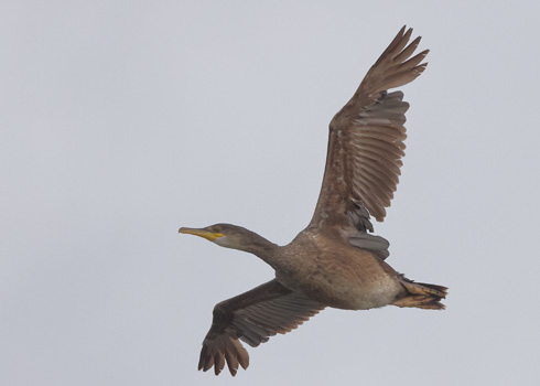 Shag
