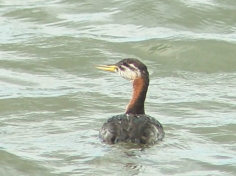 Red-necked Grebe