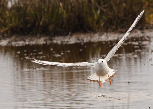 Bonaparte's Gull