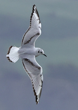 Bonaparte's Gull