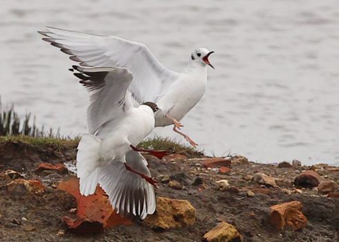 Bonaparte's Gull