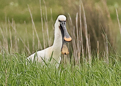 Spoonbill