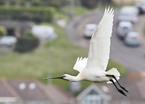 Spoonbill