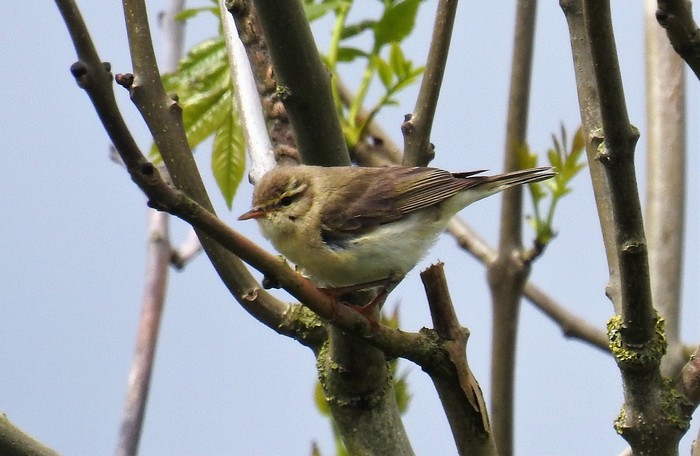 Willow Warbler