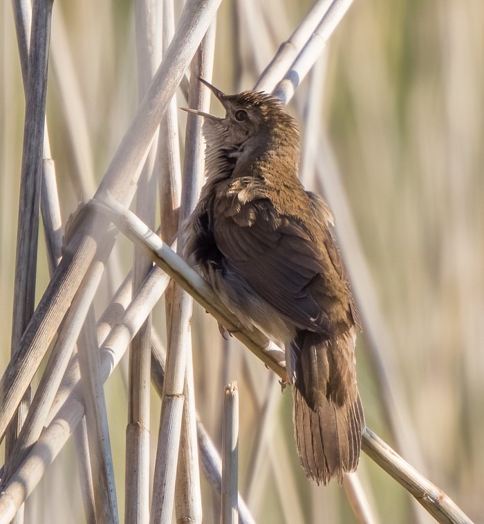 Savi's Warbler