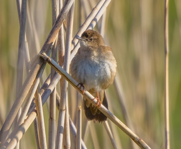 Savi's Warbler