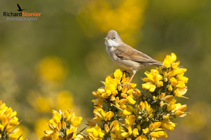 Whitethroat