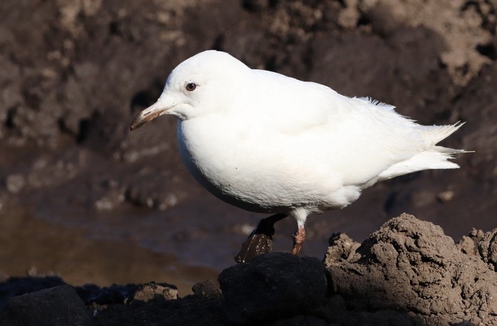 Iceland Gull