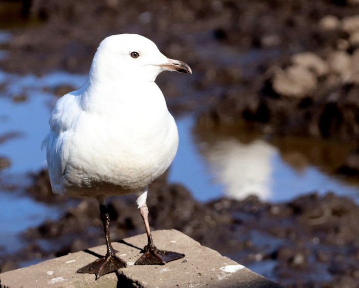 Iceland Gull