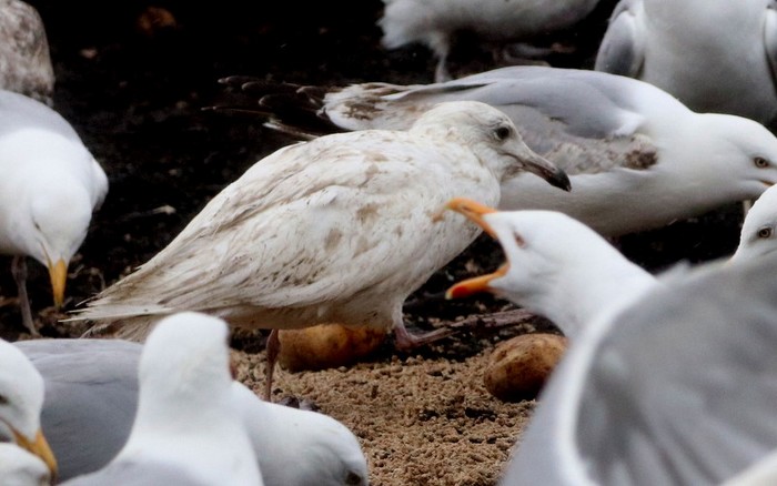 Iceland Gull