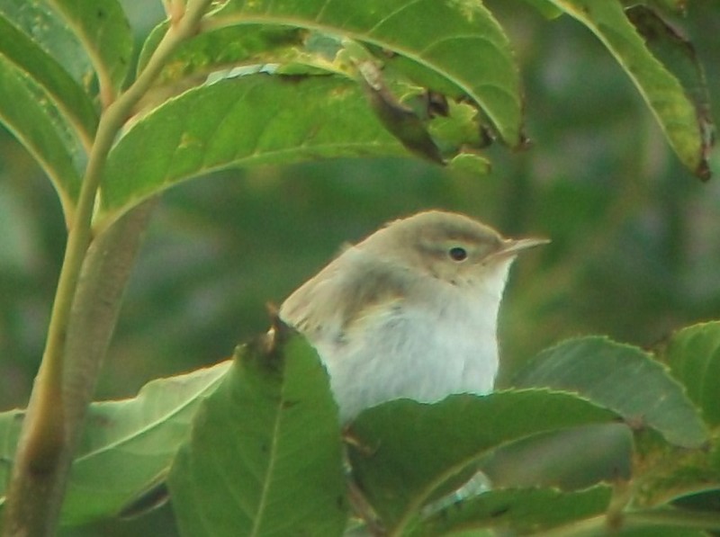 Western Bonelli's Warbler