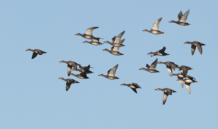 Gadwall