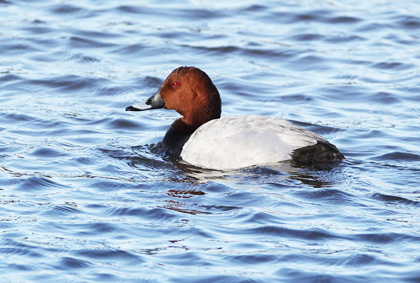 Pochard