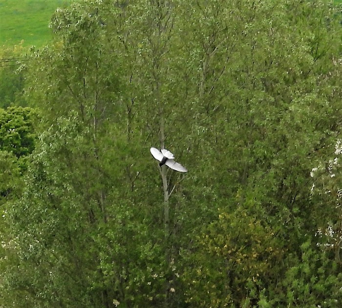 Black Tern