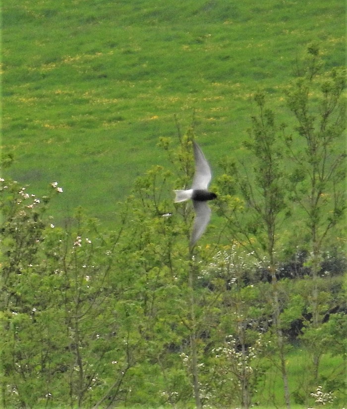 Black Tern