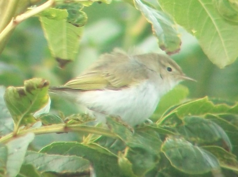Western Bonelli's Warbler