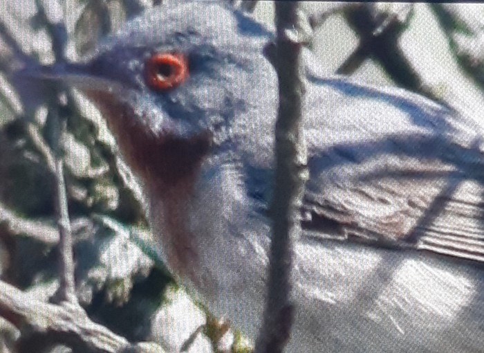 Eastern Subalpine Warbler