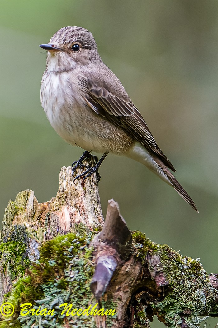 Spotted Flycatcher