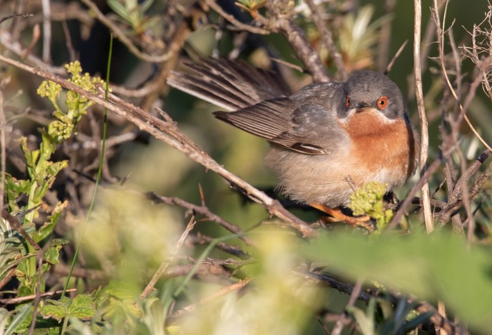 Eastern Subalpine Warbler