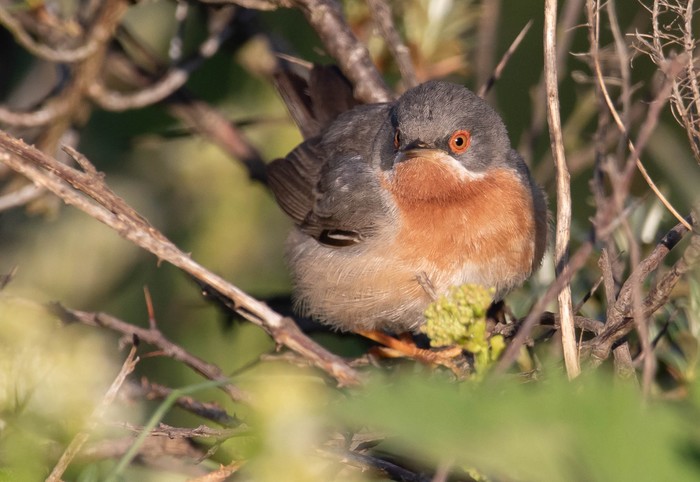 Eastern Subalpine Warbler