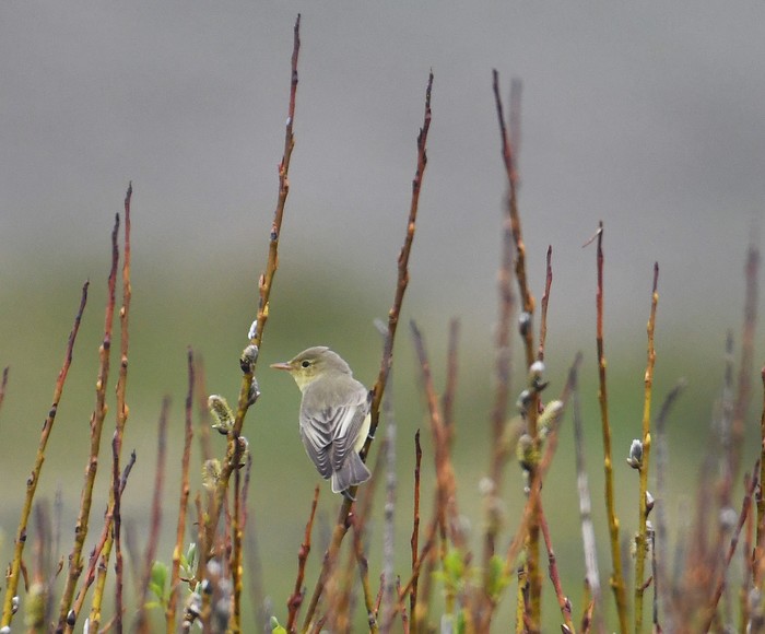 Icterine Warbler