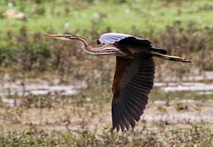 PURPLE HERON