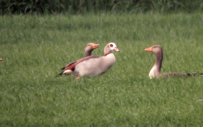 Egyptian Goose