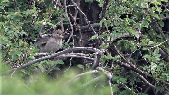 Common Rosefinch