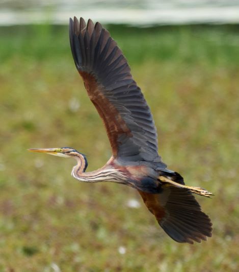 Purple Heron