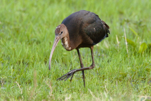 Glossy Ibis