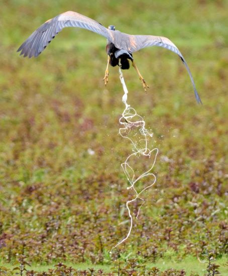 Purple Heron