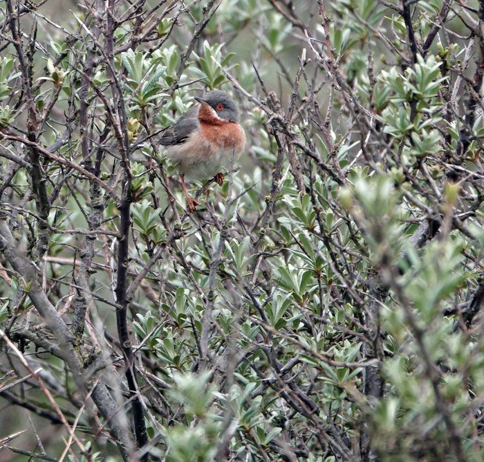 Eastern Subalpine Warbler