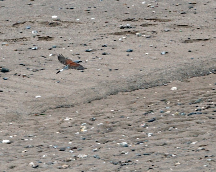 Red-backed Shrike