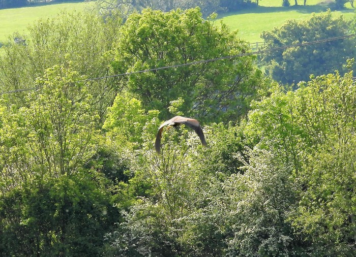 Purple Heron