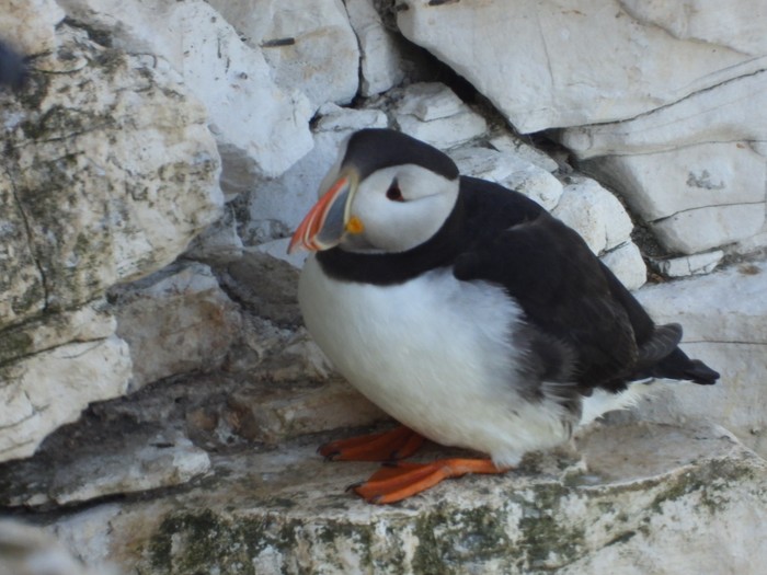 Puffin