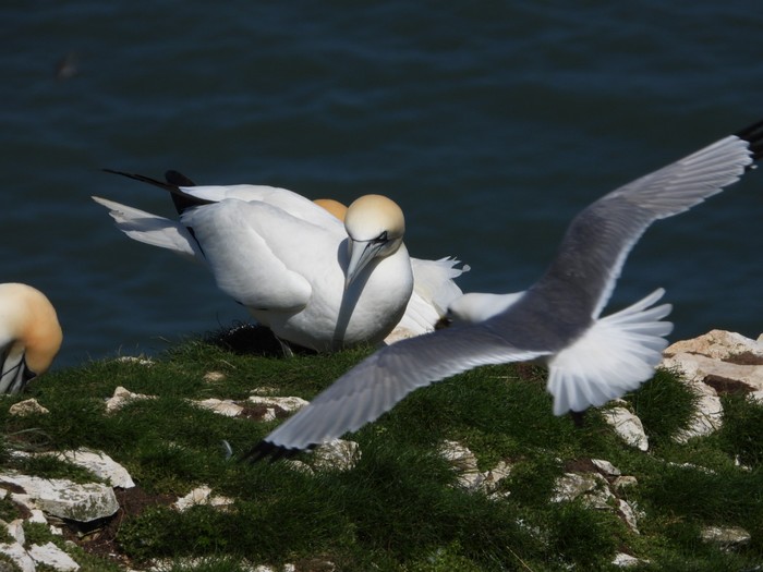 Gannet