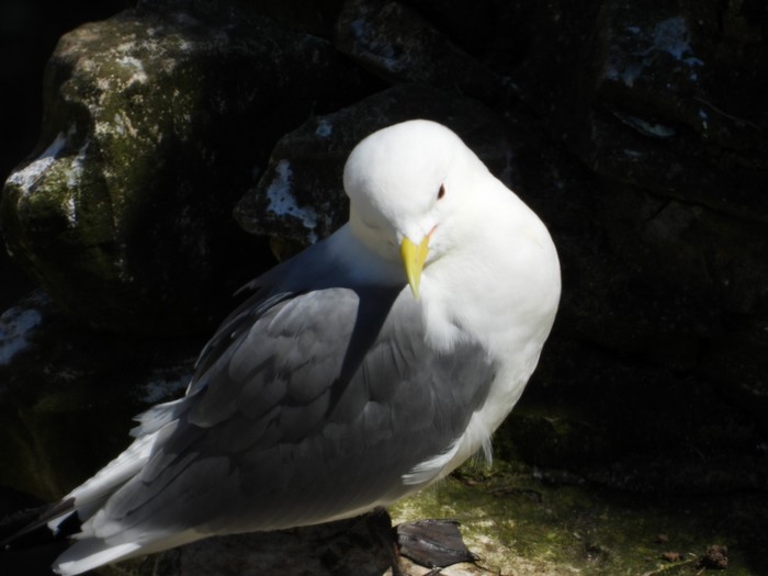 Kittiwake