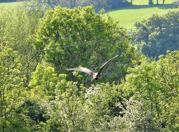 Purple Heron 
