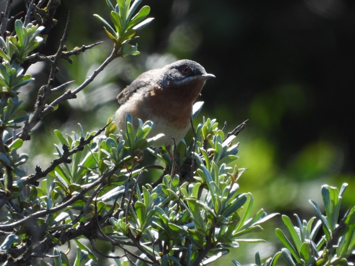 Eastern Subalpine Warbler