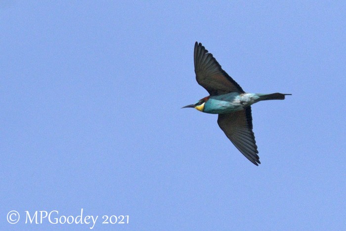 Bee-eater