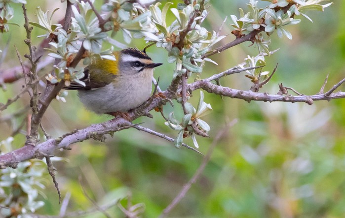 Firecrest