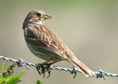 Corn Bunting