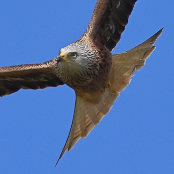 Red Kite
