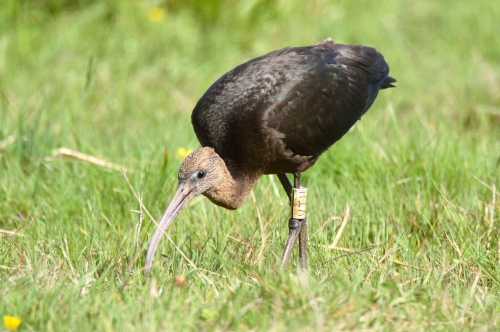 Glossy Ibis
