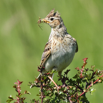 Skylark