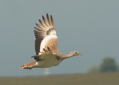 Great Bustard