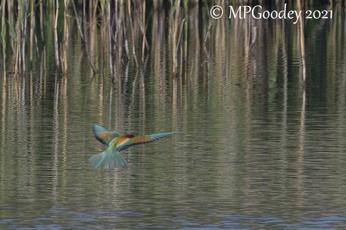 Bee-eater