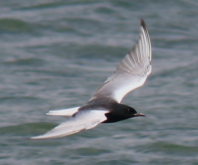 White-winged Black Tern