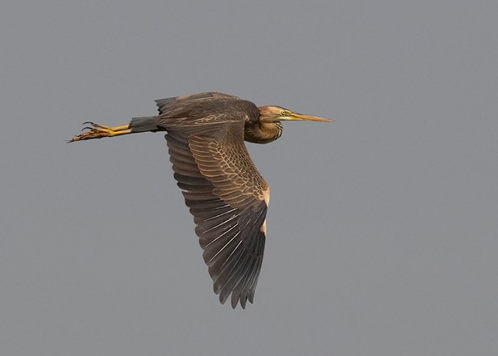 Purple Heron